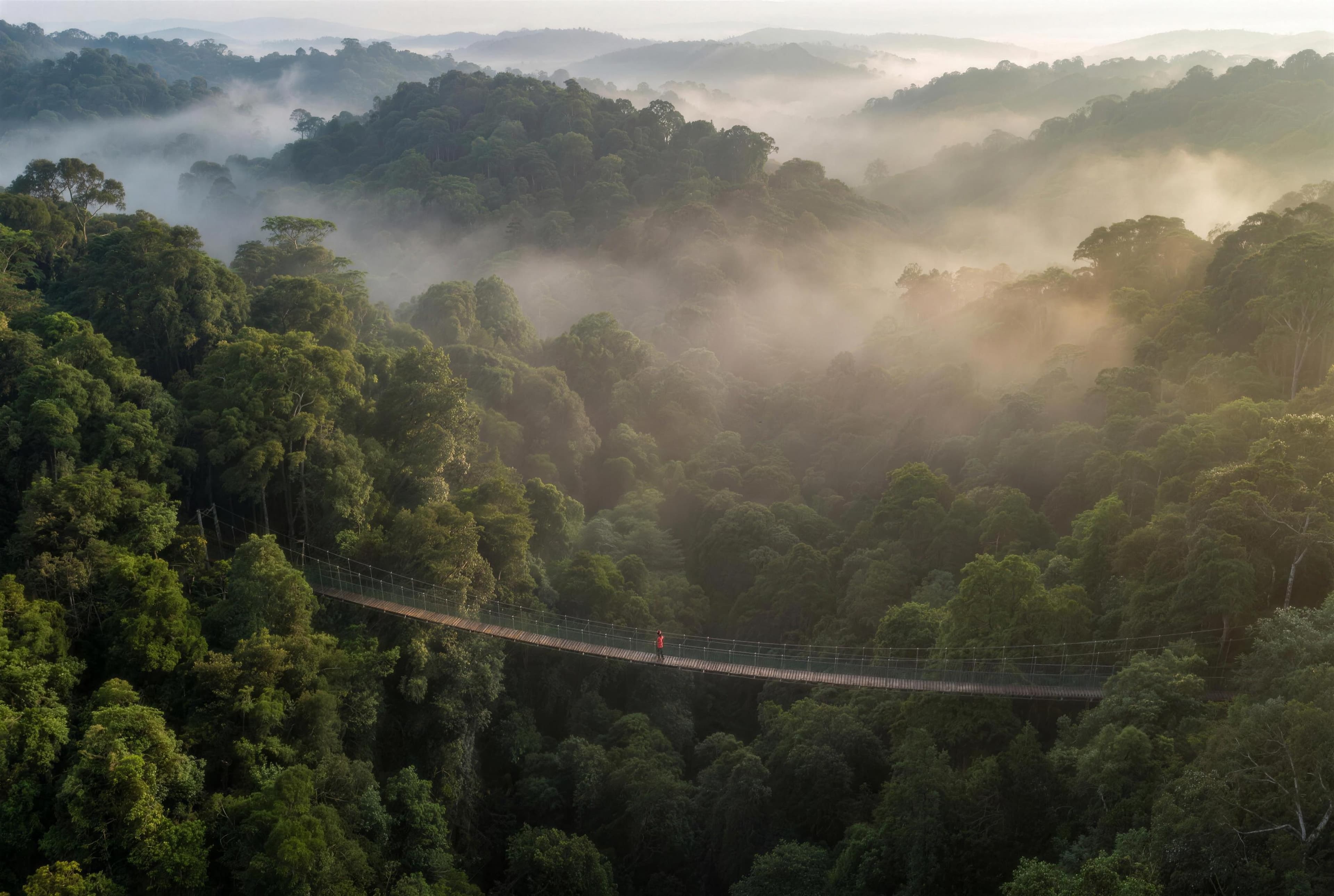 A rope bridge over a misty forest canopy, one person crossing